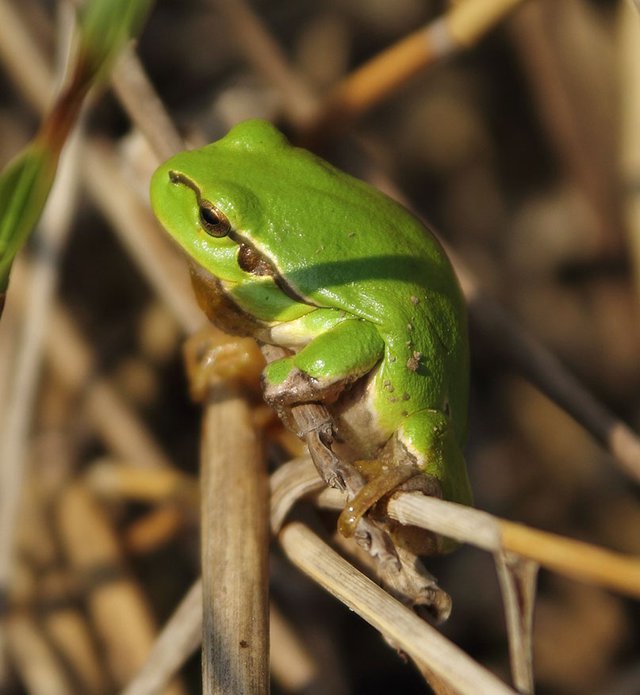 Rosnička zelená, foto Libor Praus