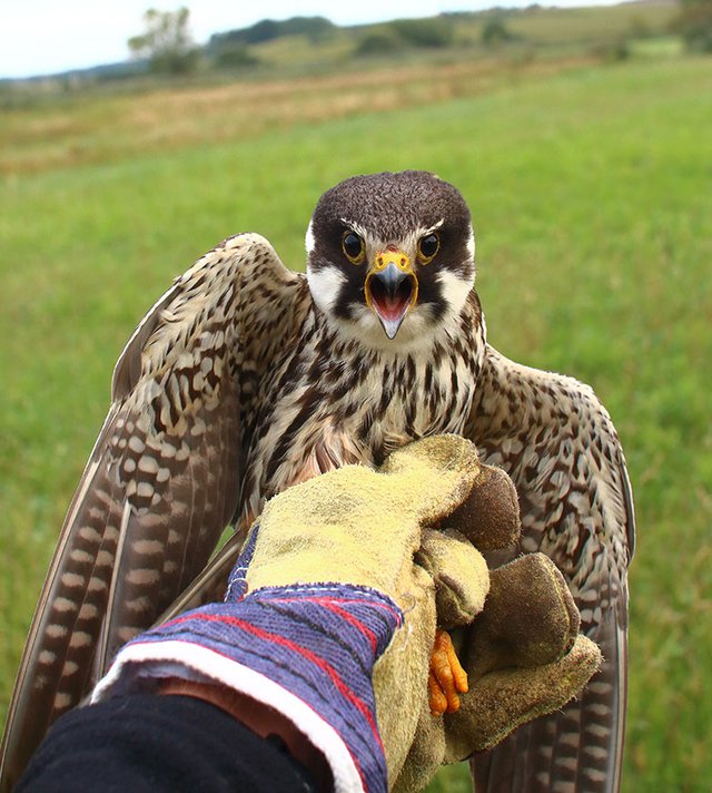 Ostříž lesní, foto Libor Praus